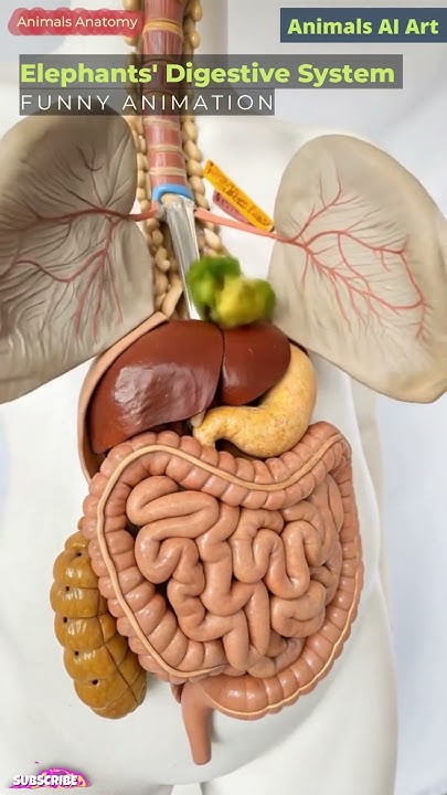 Elephant Digestive System Animation | Animal Anatomy | Animals AI Art ...