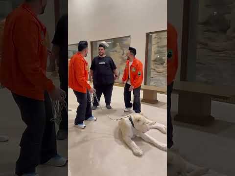 هههع دستت اشرار