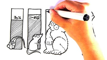 Drawn to Science: Zebrafish - a new model for drug discovery