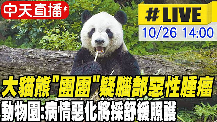 【中天直播#LIVE】大貓熊"團團"疑腦部惡性腫瘤 動物園:病情惡化將採舒緩照護 20221026 @CtiTv - 天天要聞