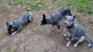 Quick Health Update by The Heeler Mama 867 views 5 months ago 4 minutes, 1 second