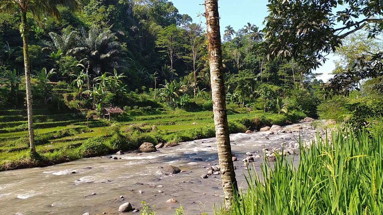 Di saung sawah 