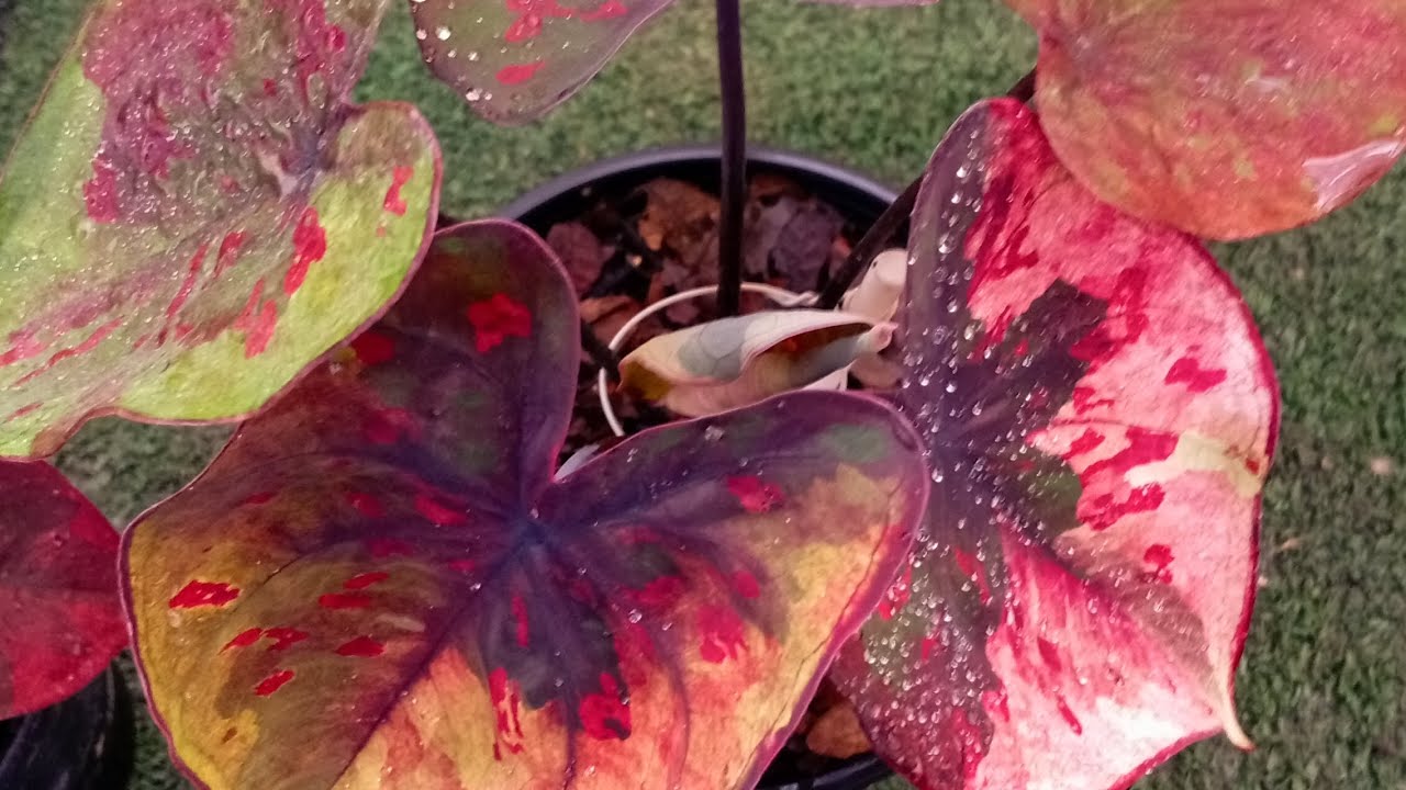 ช่องทางติดต่อ 084 978 6818 ถาวร บอนสี วัน พฤหัสบดี ที่ 29 ม.ค 69 ฝากกดติดตามช่องถาวรบอนสี ด้วยครับ