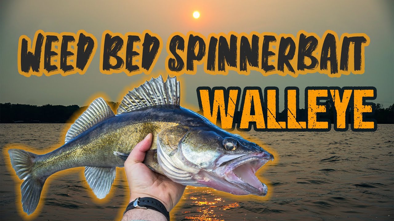 Fishing Weed Bed Spinnerbait Walleye (MID-SUMMER) 
