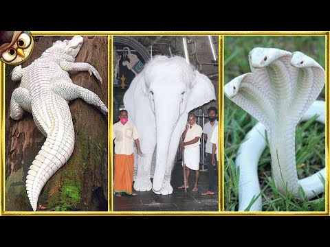 Video: Albino is a rare animal, but found in nature