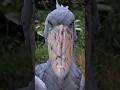 The Scariest Calm Bird in the World #Nature #Wildlifefact #Animals #facts