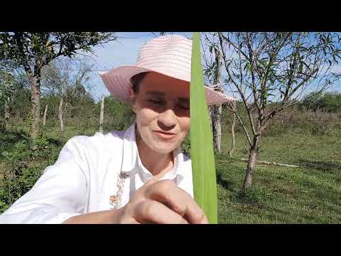 Video: ¿Cuándo se deben plantar los bulbos de gladiolos?