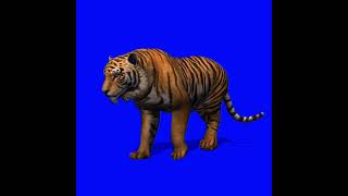 Футаж тигра / tiger на синем фоне - хромакей