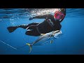 Yellowtail Spearfishing - Mexico - Freediving