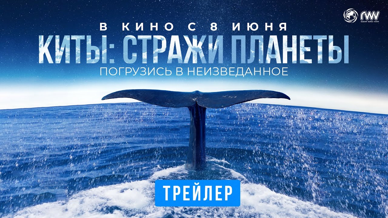 Сергей Бурунов озвучил документальный фильм «Киты: Стражи планеты». Смотрим  трейлер | Афиша – новости