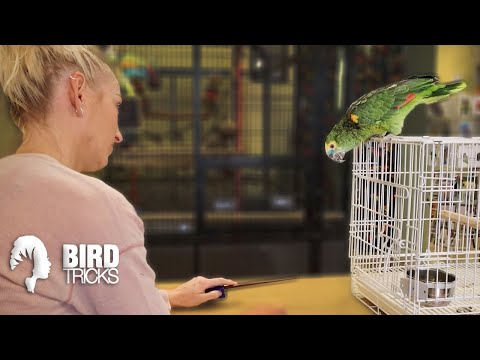 Video: How To Crate A Parrot