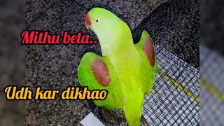 Mithu doing wing exercise~flying ~Mithu happy on the bed~Eating cashew/Mithu Best Talking Parrot