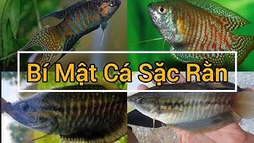 Sự thật lạ lùng loài cá sặc rằn #suthatlalung #fishing #docla