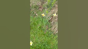 daffodils part 2