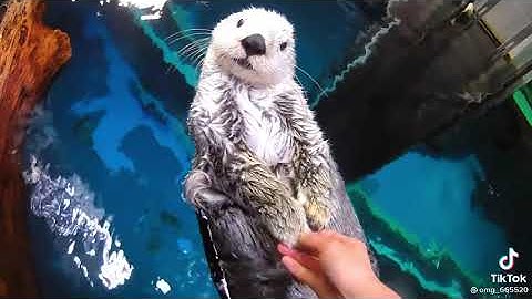 Chú Rái Cá Siêu CuTe và  Dễ Thương