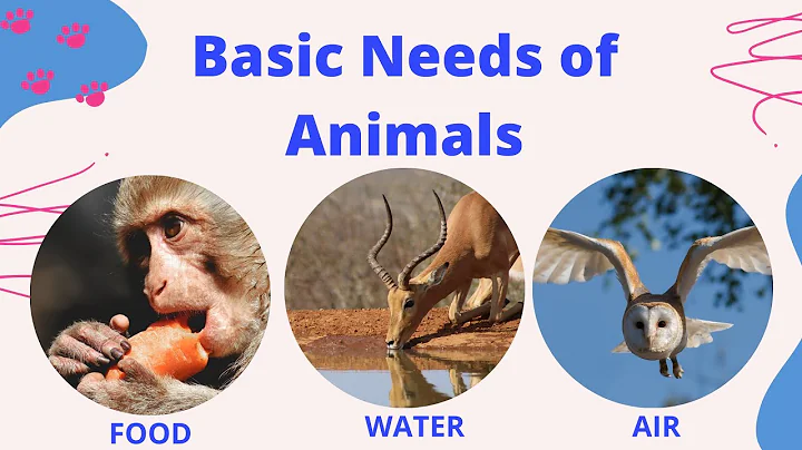 BASIC NEEDS OF ANIMALS | Animal Needs | 3 Basic Needs of Animals to Survive | - DayDayNews