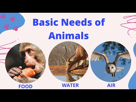 जानवरों की बुनियादी जरूरतें | जानवरों की जरूरतें | जीवित रहने के लिए जानवरों की 3 बुनियादी जरूरतें |