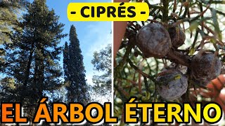 CIPRÉS : Un ÁRBOL MEDICINAL Que CAMBIA TU VIDA  ➡ Conoce sus INCREIBLES USOS Y PROPIEDADES ⬅