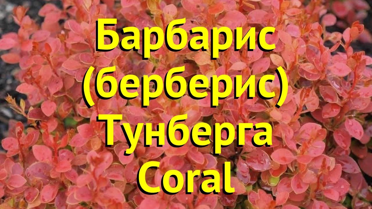 Барбарис тунберга Корал. Краткий обзор, описание характеристик berberis thunbergii Coral - YouTube