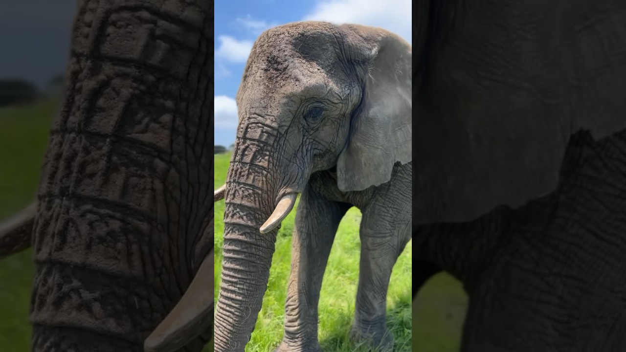#elefante