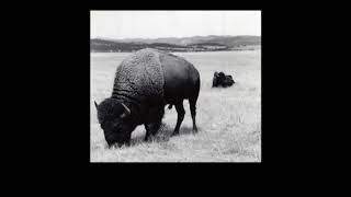 History Of Elk In Wind Cave National Park