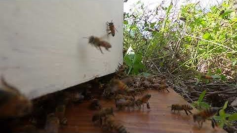 My first bee swarm caught on camera!!!