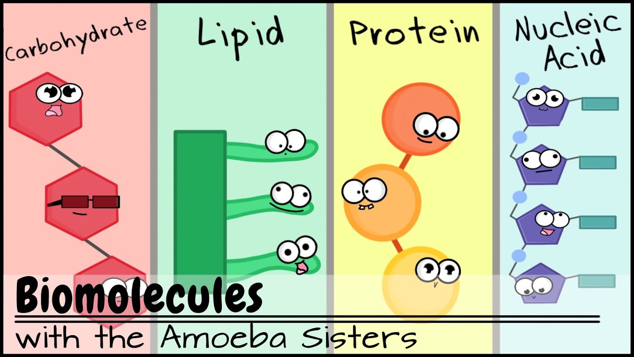 Amoeba Sisters Video Recap Biomolecules Chart