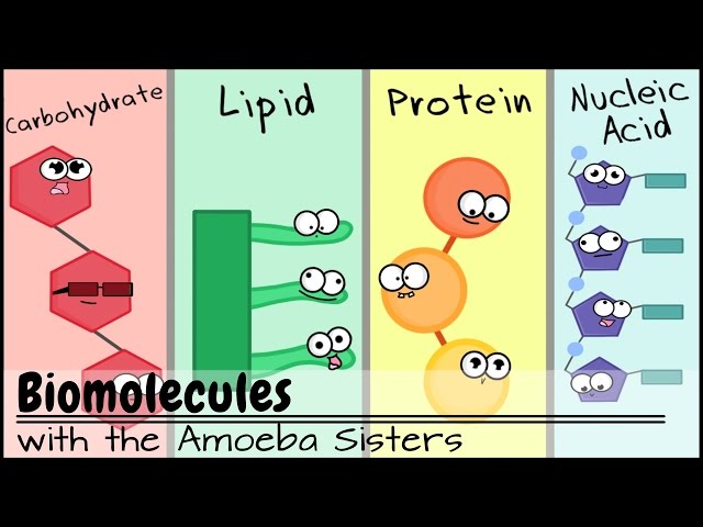 Biomolecules (Older Video 2016) - YouTube biomolecules-older-video-2016-youtube