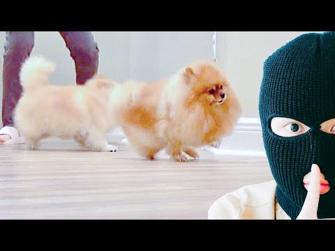 Will your dog