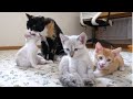 【生後55日】3匹の子猫を我が子のように可愛がる猫【保護子猫】