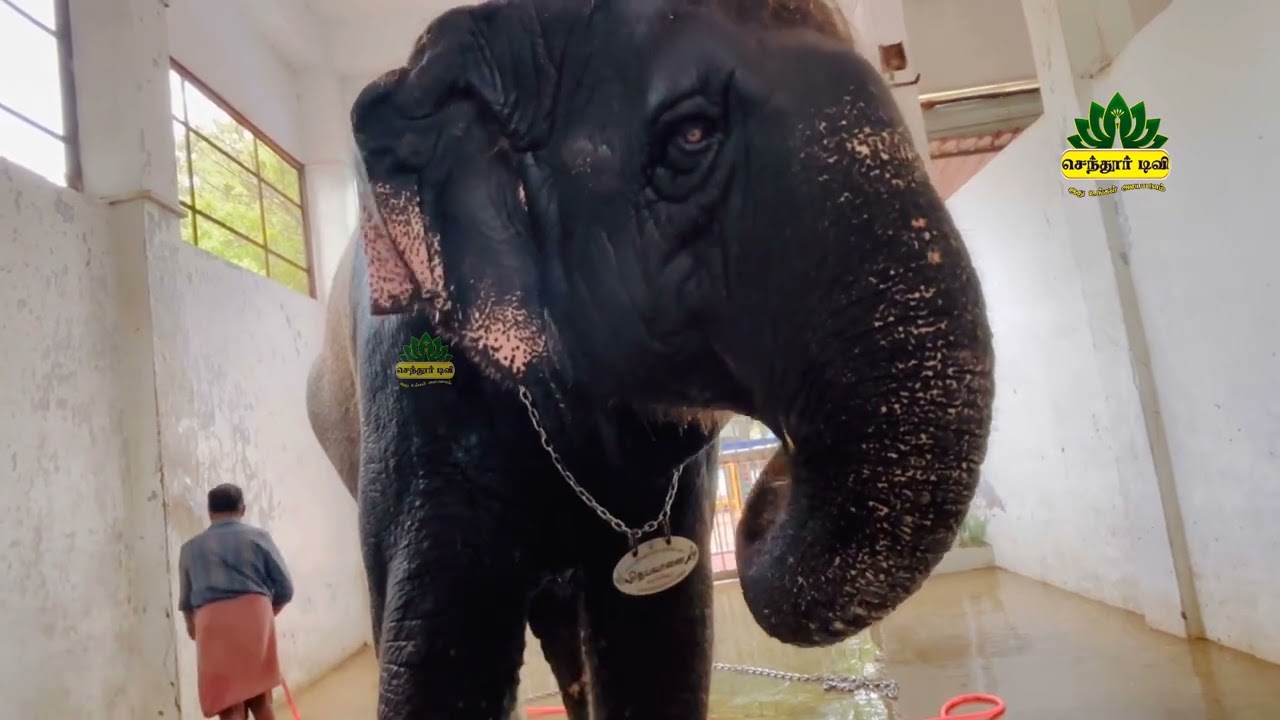 இயல்பு நிலைக்கு திரும்பிய திருச்செந்தூர் கோவில் தெய்வானை யானை..