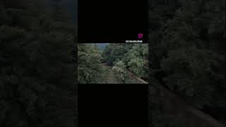 Reveal behind the trees - dji ryze tello