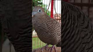 Download Lagu The turtledove's voice is very special, 100% automatic #shorts MP3