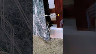 Kitten Play Time! #cutepets #kittens #cute #prettythings #fun #playfulcats