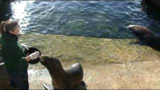 Sealions Being Fed At Gweek Seal Sanctuary