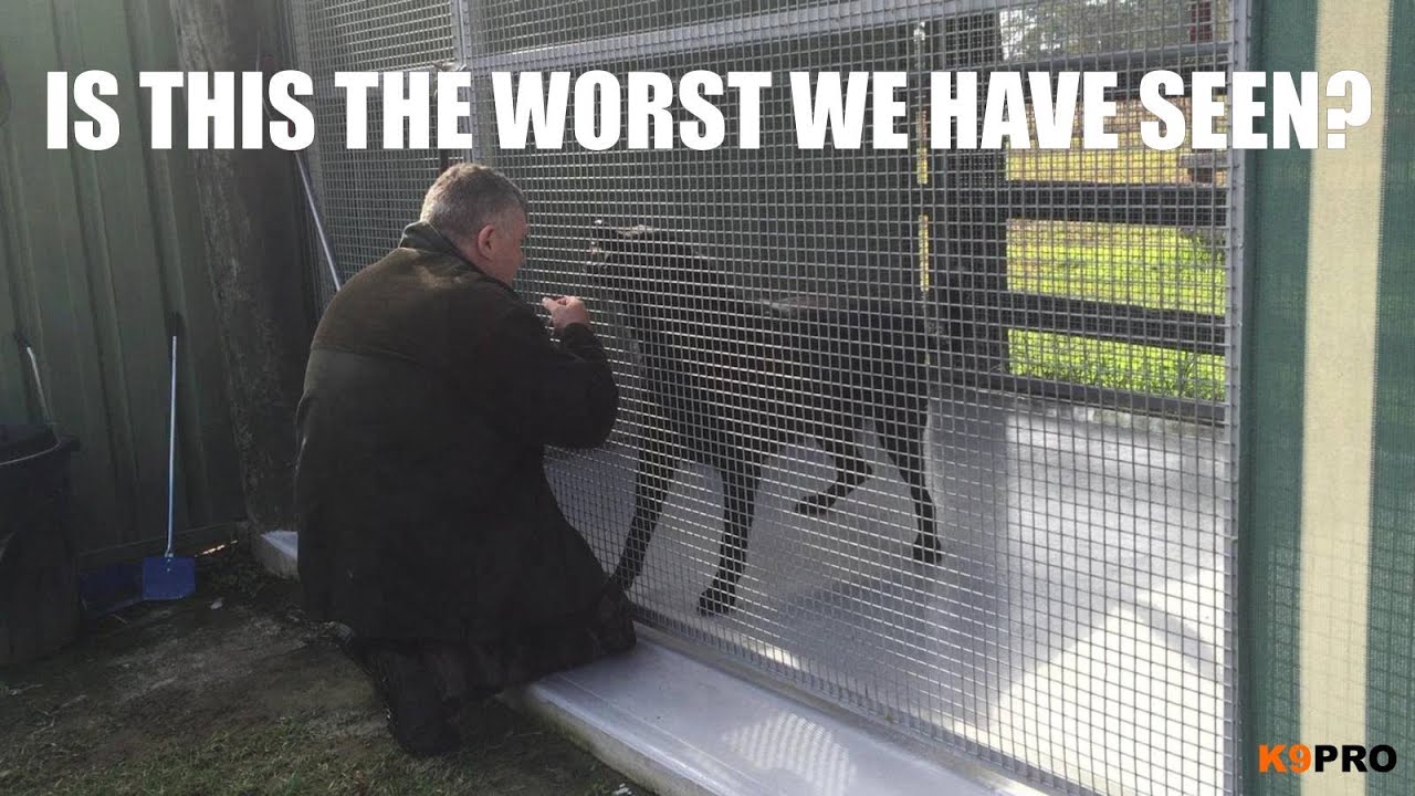 Working Line GSD Human and Dog aggressive rehab