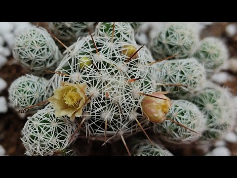 HOW TO GROW,CARE & PROPAGATE MAMMILLARIA CACTUS(THIMBLE CACTUS