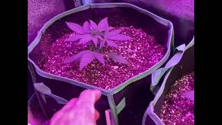 Mephisto Results-Next Mephisto and Greenpoint