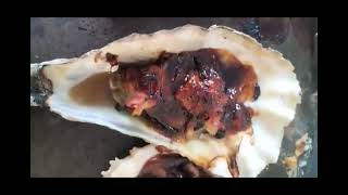 Wild caught oysters in Tasmainia