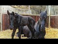 Is Saly's 1-day-old foal as sweet as her big sister Lianne? Saly is lying down. Friesian horse