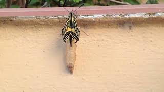 Metamosfosis Macaon Tximeleta-Mariposa