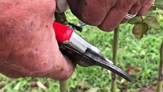 How to remove suckers from a standard rose stem by Brian Wagner from Wagner's Rose Nursery