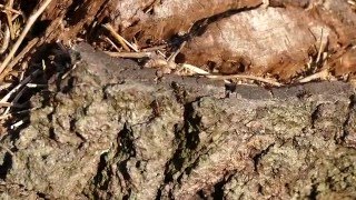 Rode Bosmier Draagt Een Andere