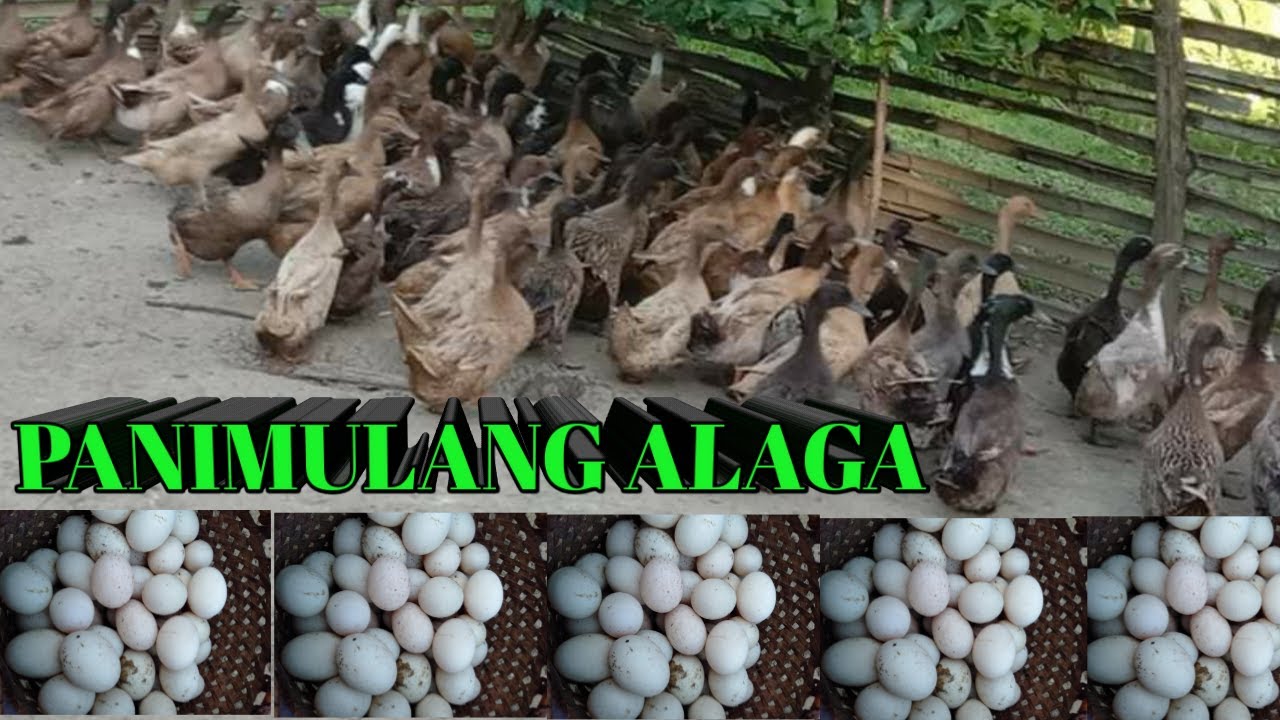 PANIMULANG ALAGA | TRIAL SUCCESS | ITIKAN | CentTV