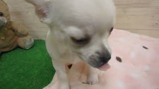 ペットショップCoo&Riku No.00448925 チワワスムースコート