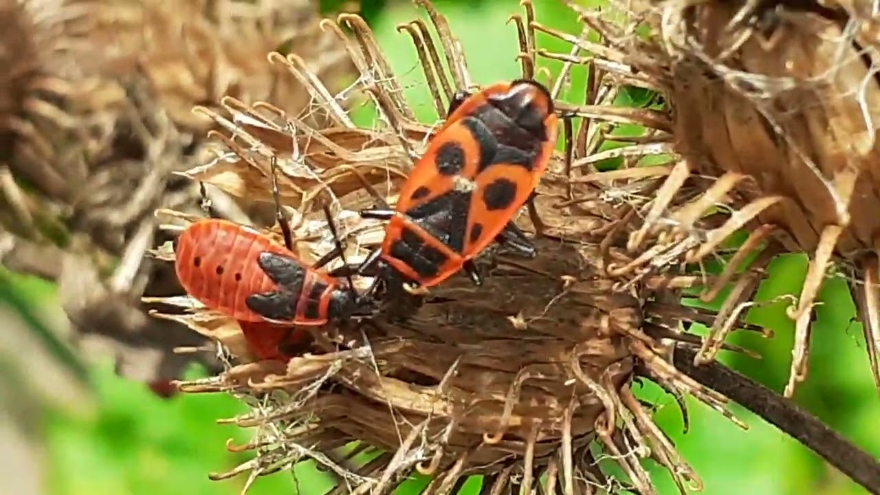 Клопы солдатики, или красноклоп, клоп бескрылый (Pyrrhocoris apterus)