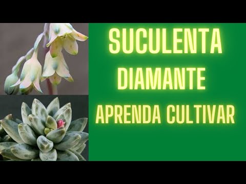 Vídeo: Cuidados com Suculentas Pequenas Jóias: Como Cultivar Plantas Suculentas Pequenas Jóias