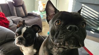 Boston Terrier Milo & #FrenchBulldog Odie excited Mommy has just arrived home #bostonterrier #dog