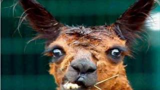 Try Not To Laugh Or Grin Part 3