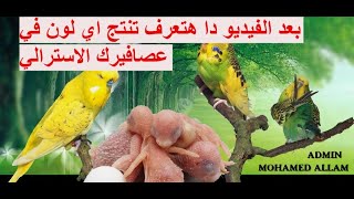 تربية العصافير الاسترالي مشروع صغير بربح كبير??